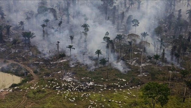 Brazil’s Forests: Profits From Destruction