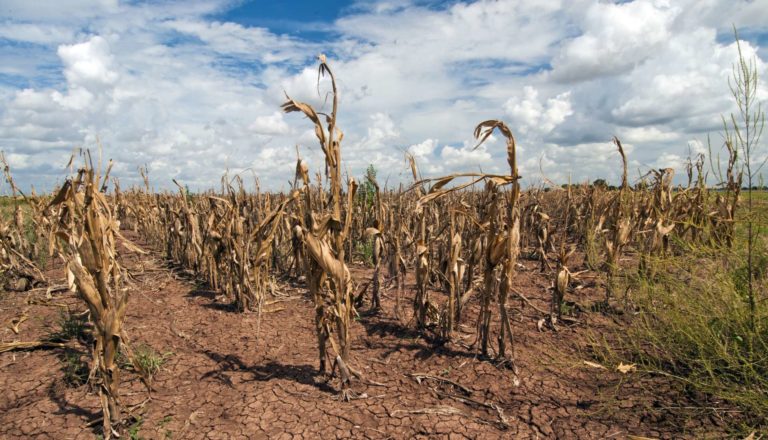 Will Capitalism Make Us Go Hungry?