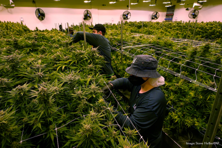 Cannabis Legalization: A Jailed Generation and the Suits Making Millions